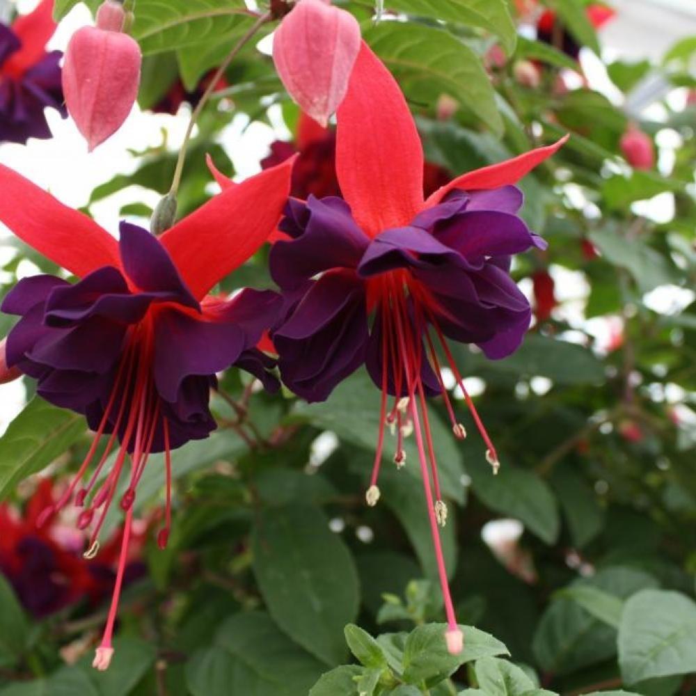 Fuchsia 'Maori Maid' X5