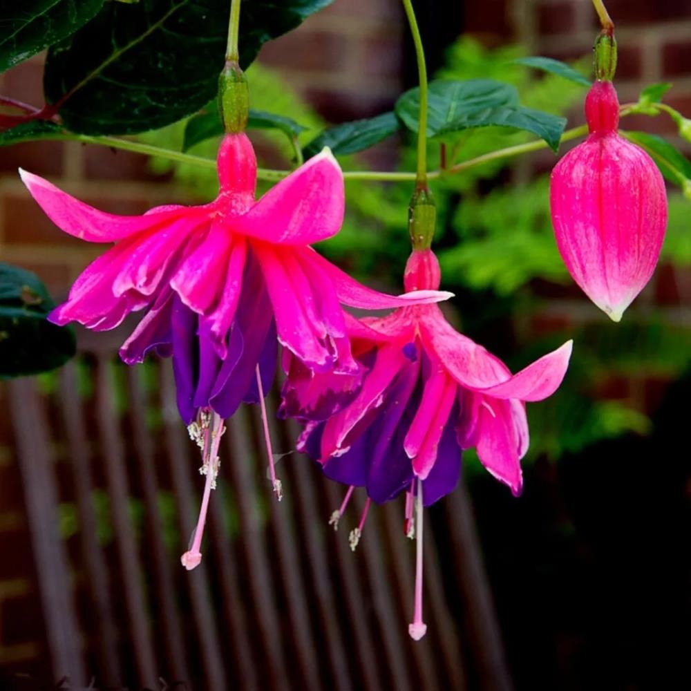 Fuchsia 'Rocket Fire' X5