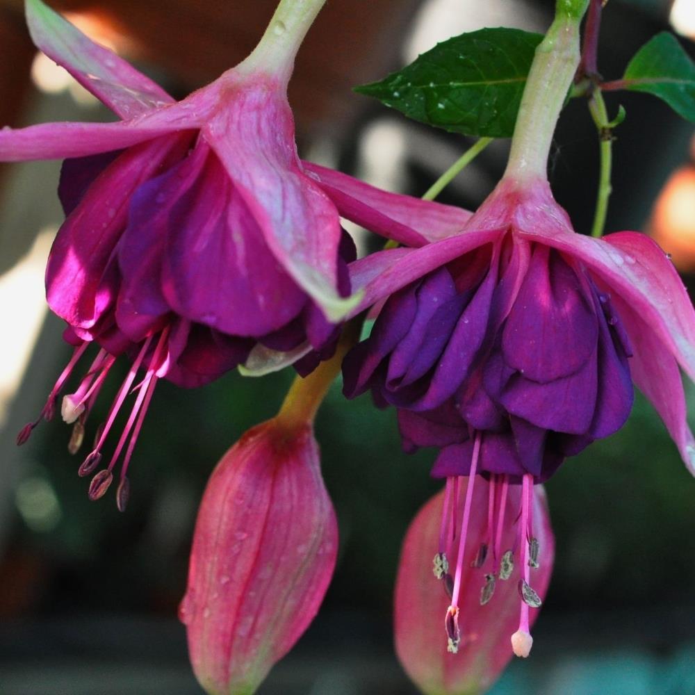 Fuchsia 'Rocket Fire' X5