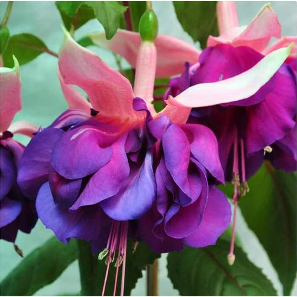 Fuchsia 'Royal Mosaic' X5