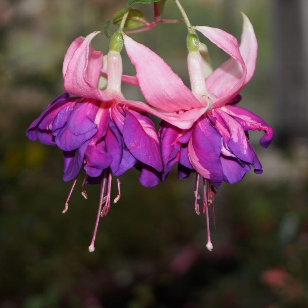 Fuchsia 'Royal Mosaic' X5