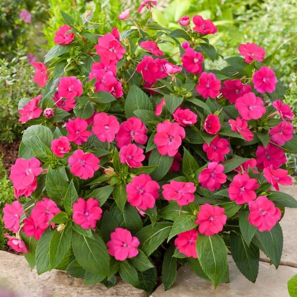 SunPatiens® Impatiens 'Compact Magenta' X3