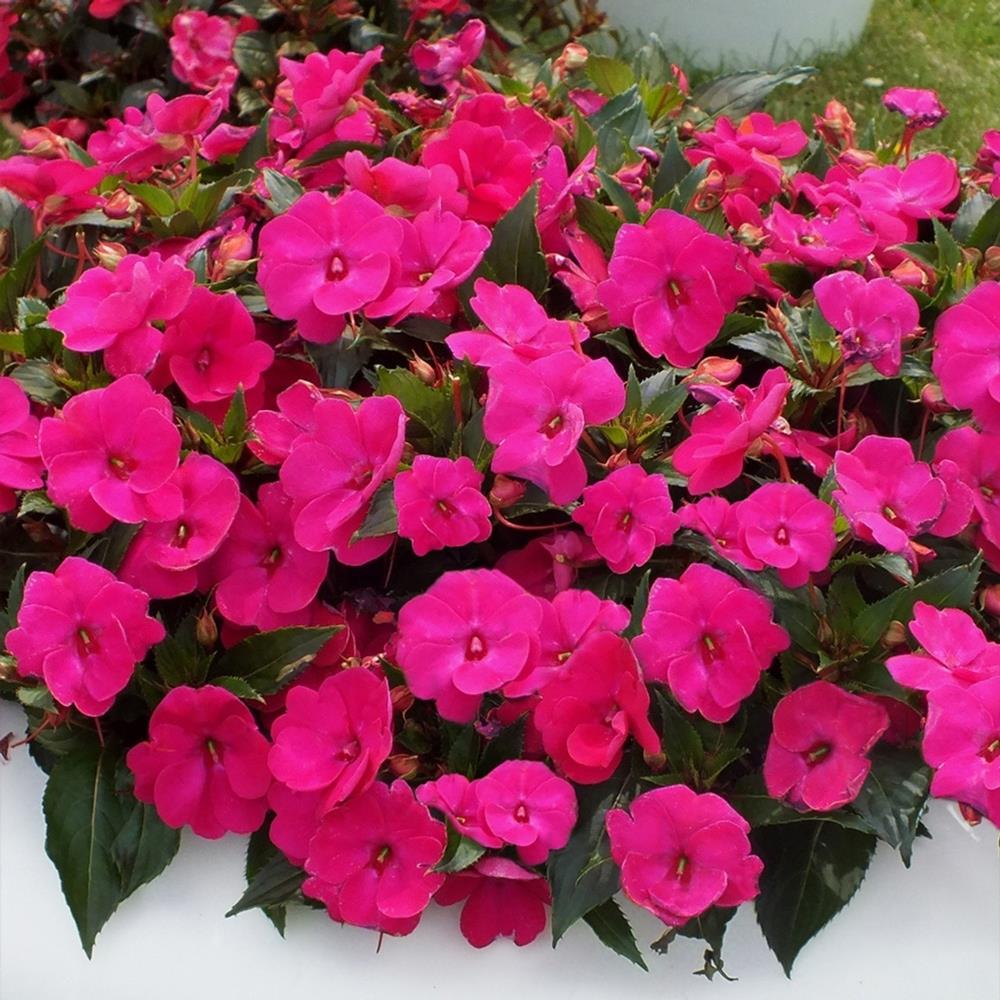 SunPatiens® Impatiens 'Compact Magenta' X3