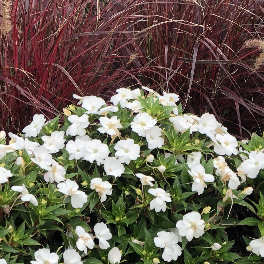 SunPatiens® Impatiens 'Vigorous Clear White' X3