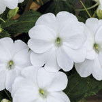 SunPatiens® Impatiens 'Vigorous Clear White' X3