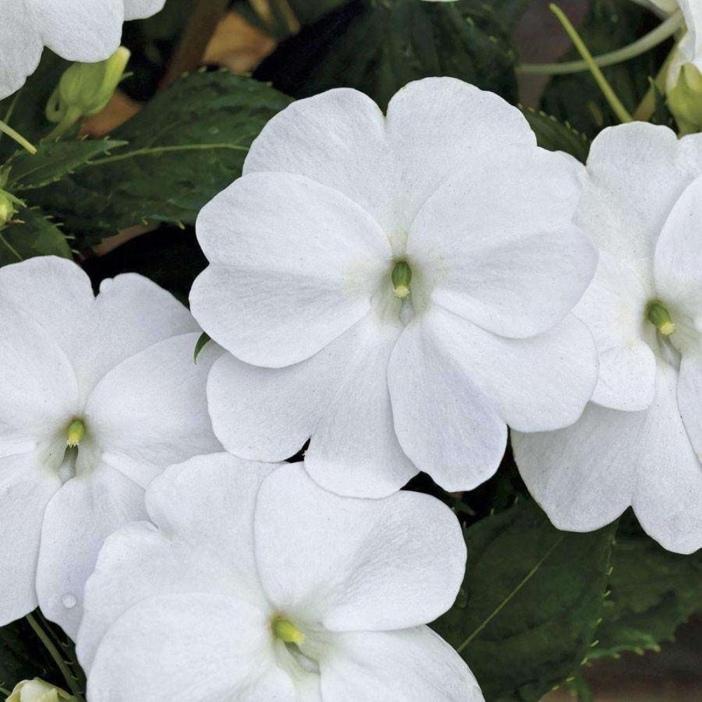 SunPatiens® Impatiens 'Vigorous Clear White' X3