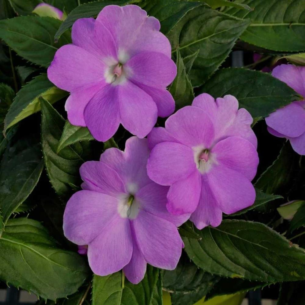Impatiens 'Vigorous Lavender' X3