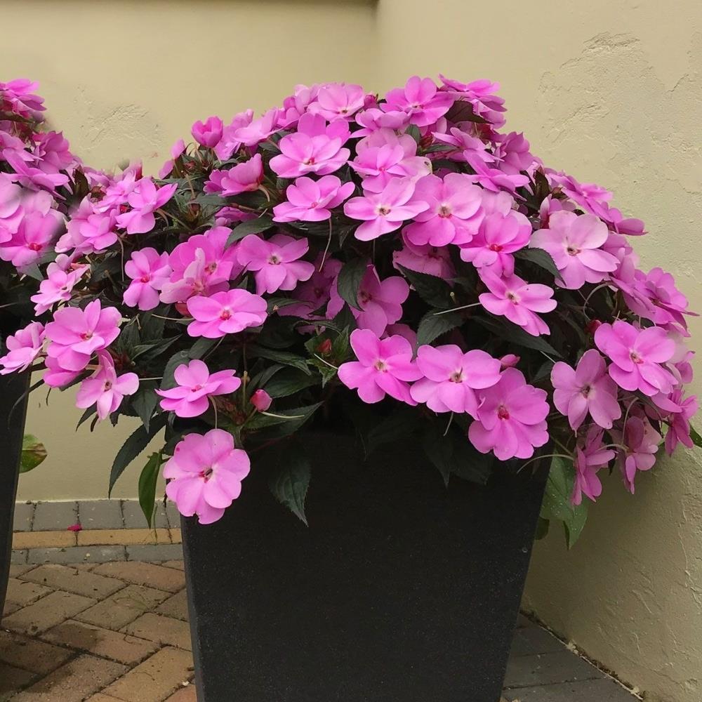 Impatiens 'Vigorous Lavender' X3