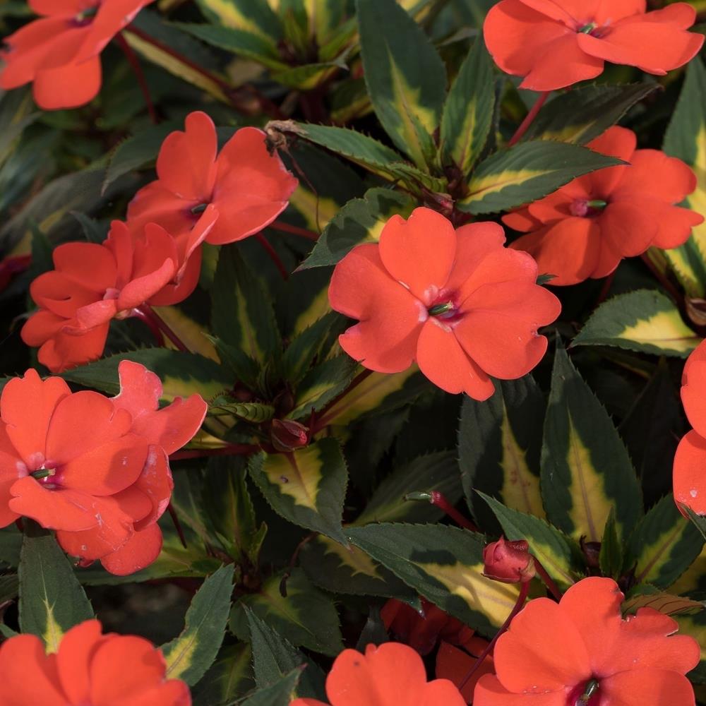 SunPatiens® Impatiens 'Vigorous Orange' X3