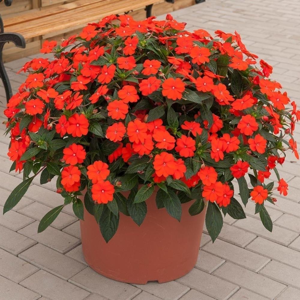 SunPatiens® Impatiens 'Vigorous Orange' X3