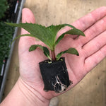 SunPatiens® Impatiens 'Vigorous Orange' X3