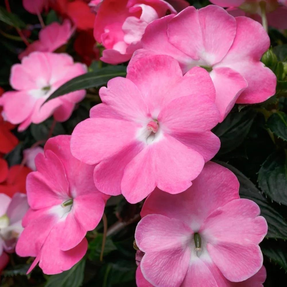 SunPatiens® Impatiens 'Vigorous Pink Pearl' X3