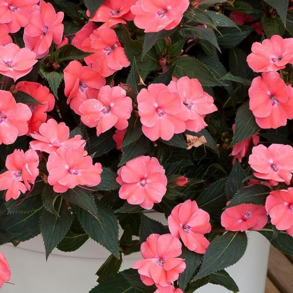 SunPatiens® Impatiens 'Vigorous Pink Pearl' X3