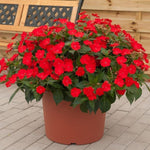 SunPatiens® Impatiens 'Vigorous Red' X3