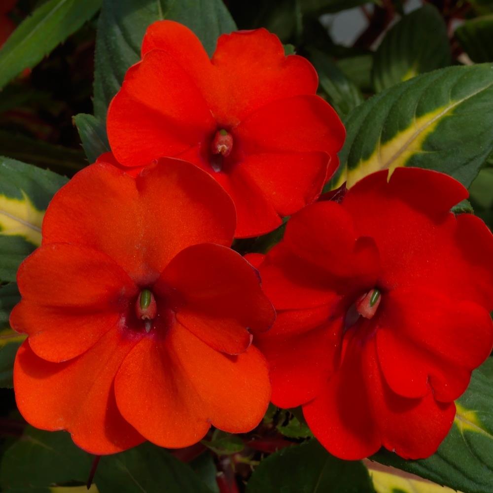 SunPatiens® Impatiens 'Vigorous Red' X3