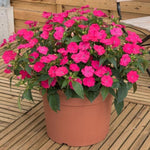 SunPatiens® Impatiens 'Vigorous Rose Pink' X3