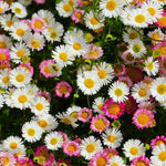 Erigeron Karvinskianus ‘Mexican Fleabane’ X5