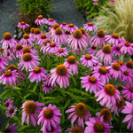 Echinacea 'Purpurea' X6