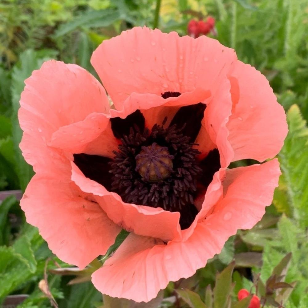 Papaver orientale 'Victoria Louise' X6