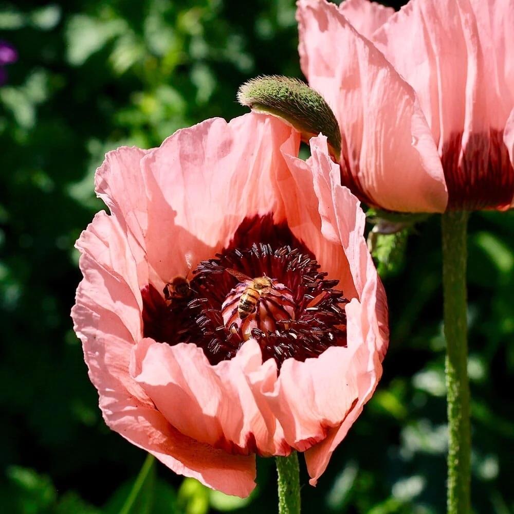 Papaver orientale 'Victoria Louise' X6