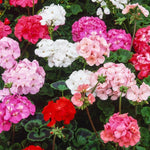 Geranium 'Horizon Mixed' X12