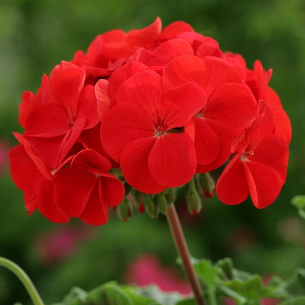 Geranium 'Horizon Red' X12