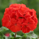 Geranium 'Horizon Red' X12
