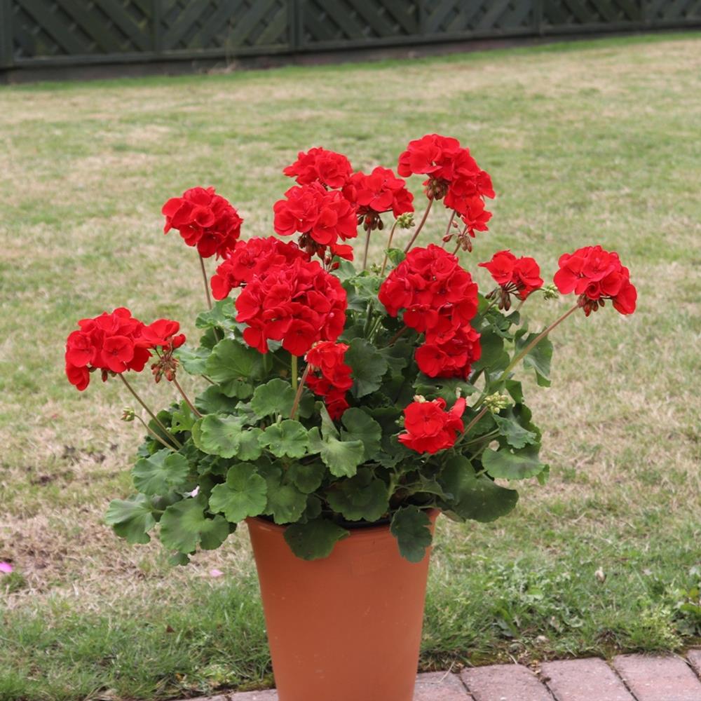 Geranium 'Horizon Scarlet' X12