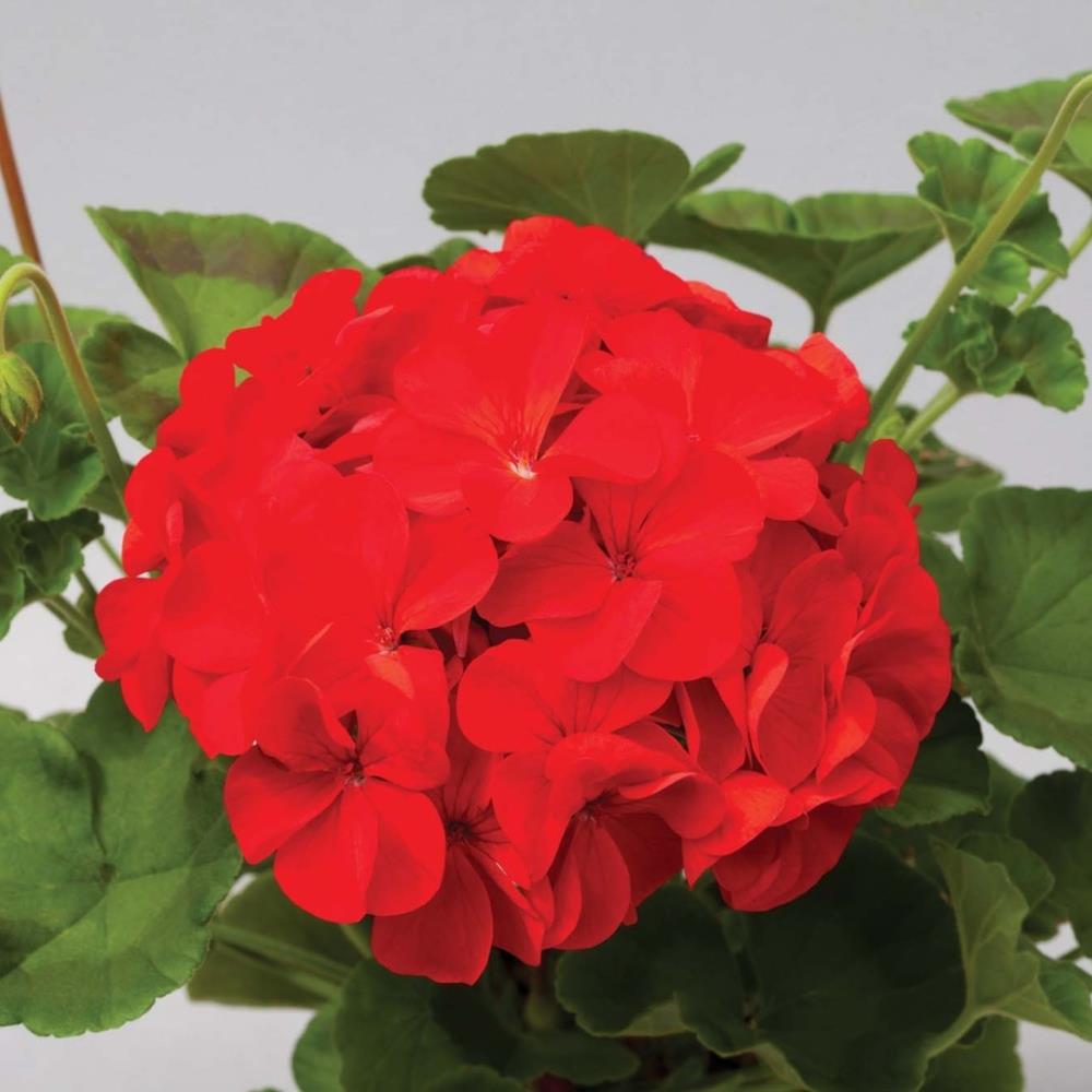 Geranium 'Horizon Scarlet' X12