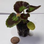 Geranium 'Horizon Scarlet' X12