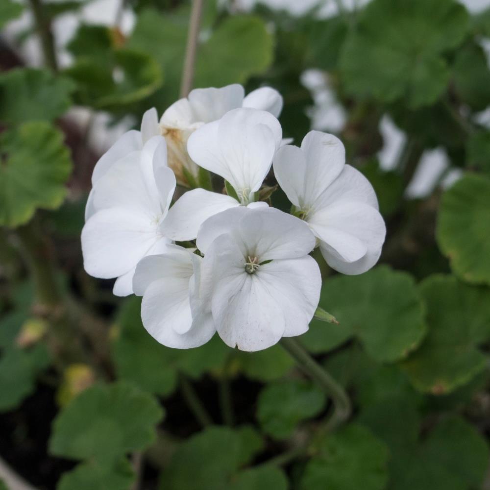 Geranium 'Horizon White' X12