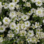 Gypsophila 'Gypsy White' X5