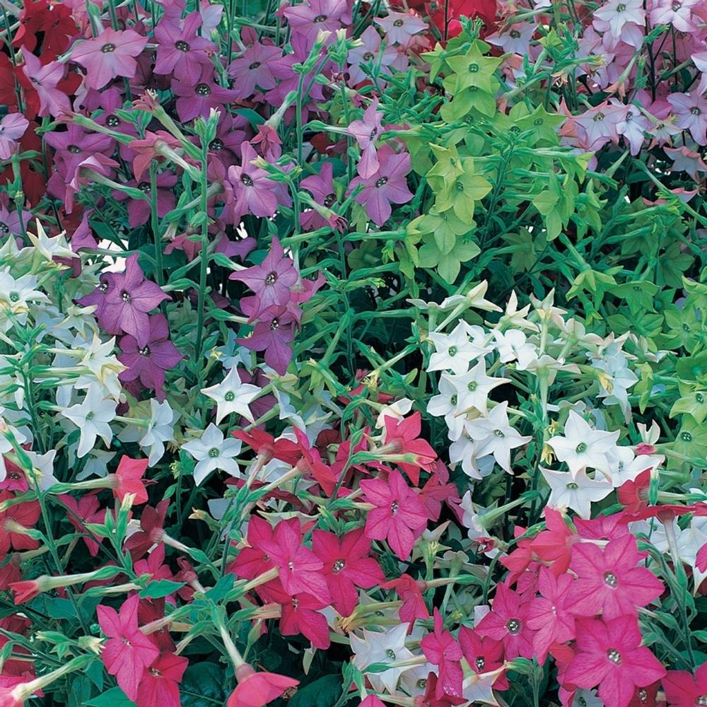Nicotiana Perfume Mixed X24