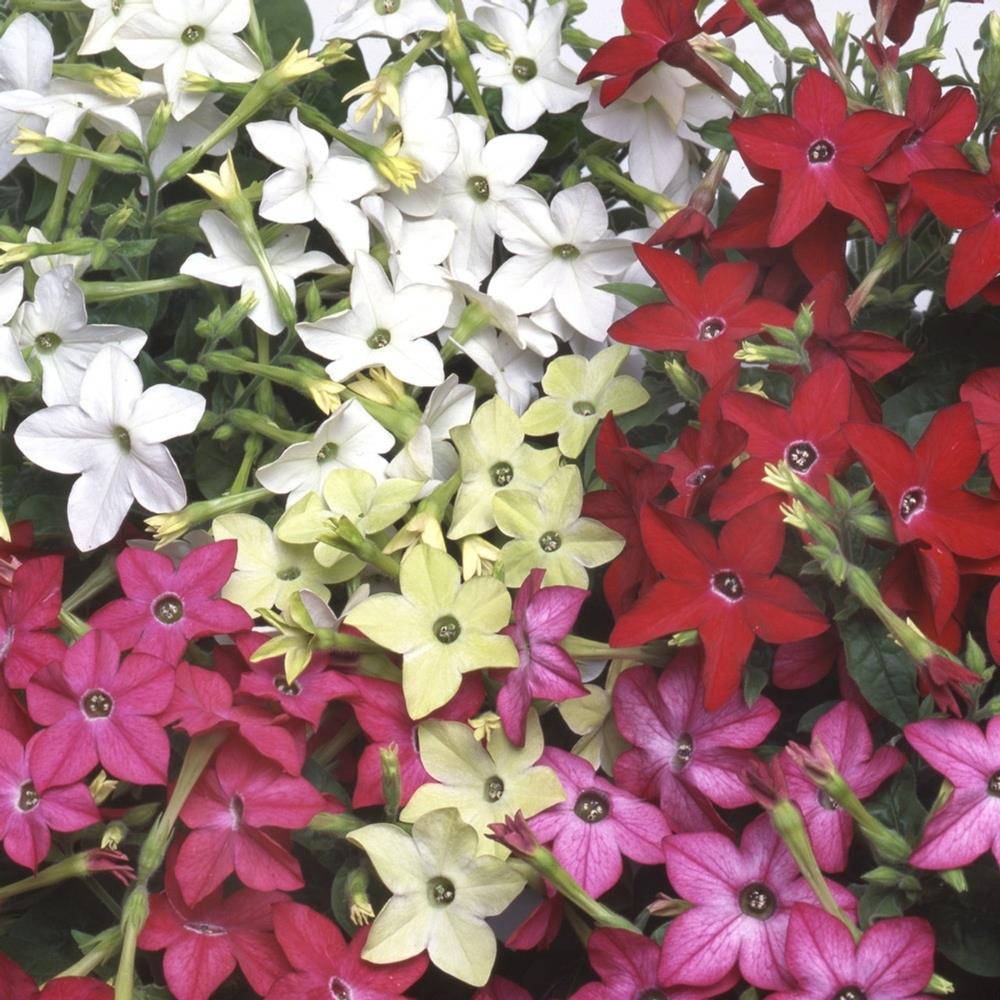 Nicotiana Perfume Mixed X24