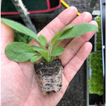 Rudbeckia 'Autumn Colours' X5