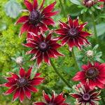 Rudbeckia 'Cherry Brandy' X5