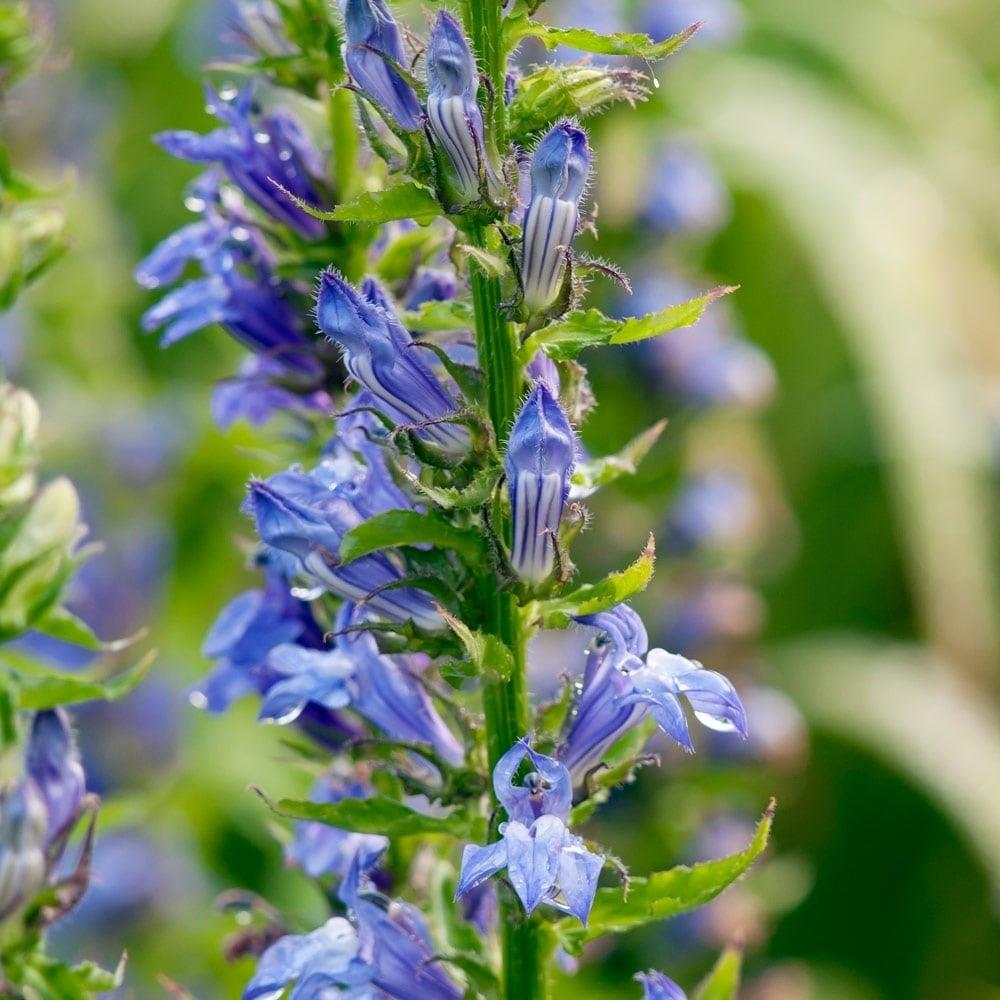Lobelia Siphiltica Blue Cardinal Flower X5