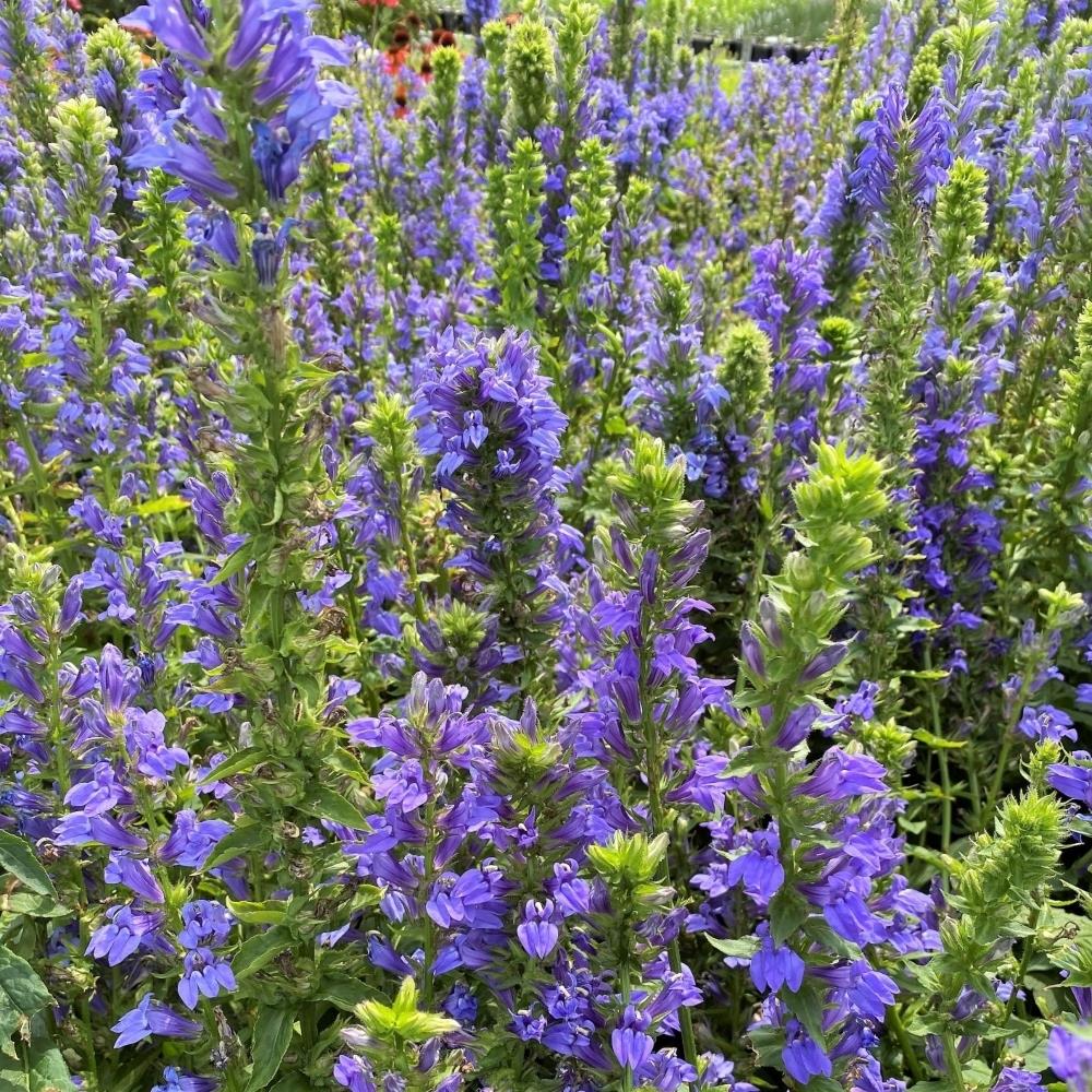 Lobelia Siphiltica Blue Cardinal Flower X5