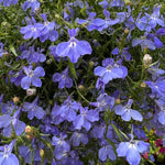 Lobelia Fountain Trailing Blue X24
