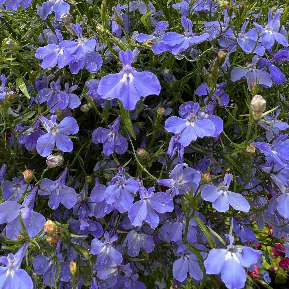 Lobelia Fountain Trailing Blue X24