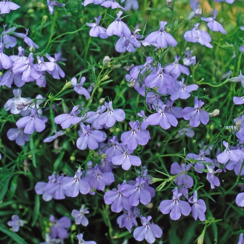 Lobelia Fountain Trailing Blue X24