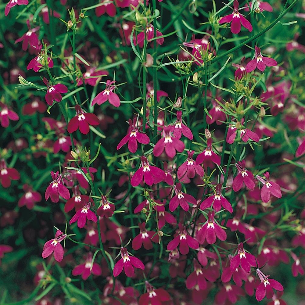 Lobelia Fountain Rose Trailing X24