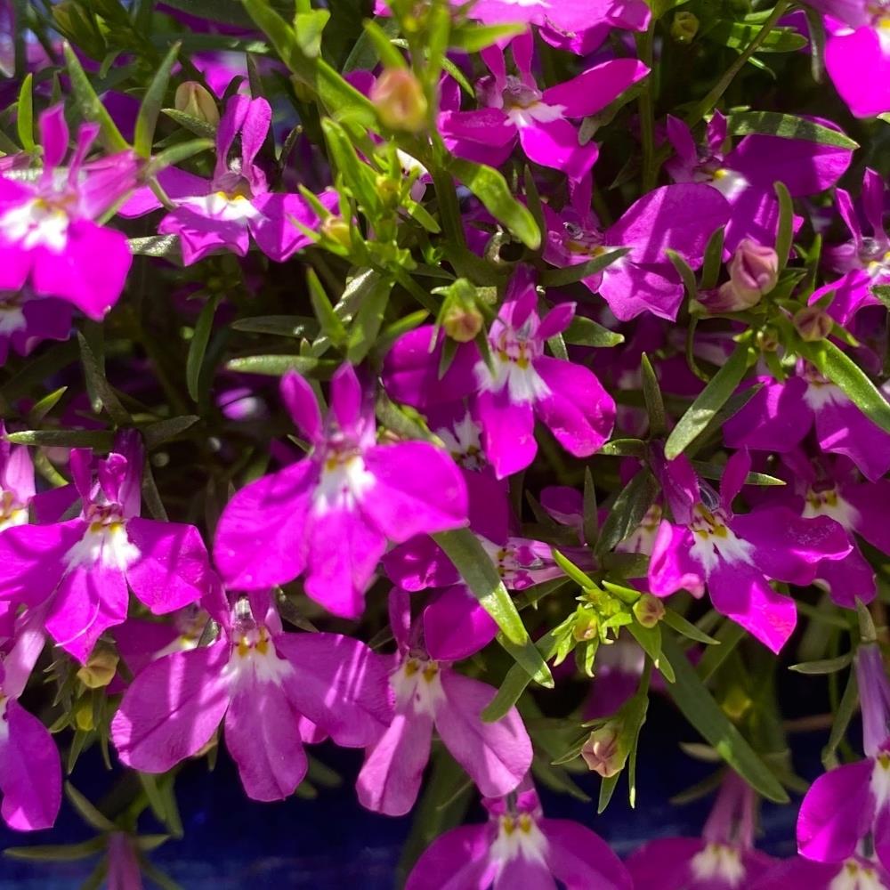 Lobelia Fountain Rose Trailing X24