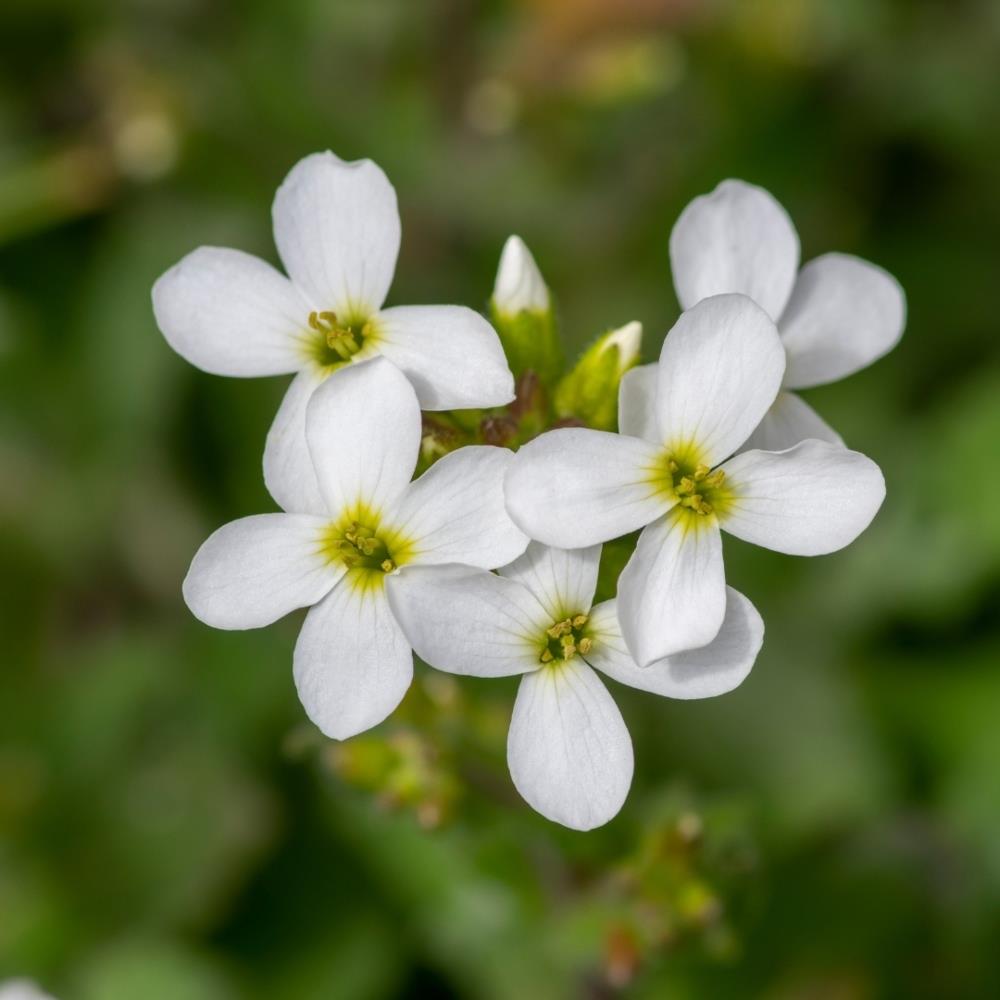Arabis Snowcap X8