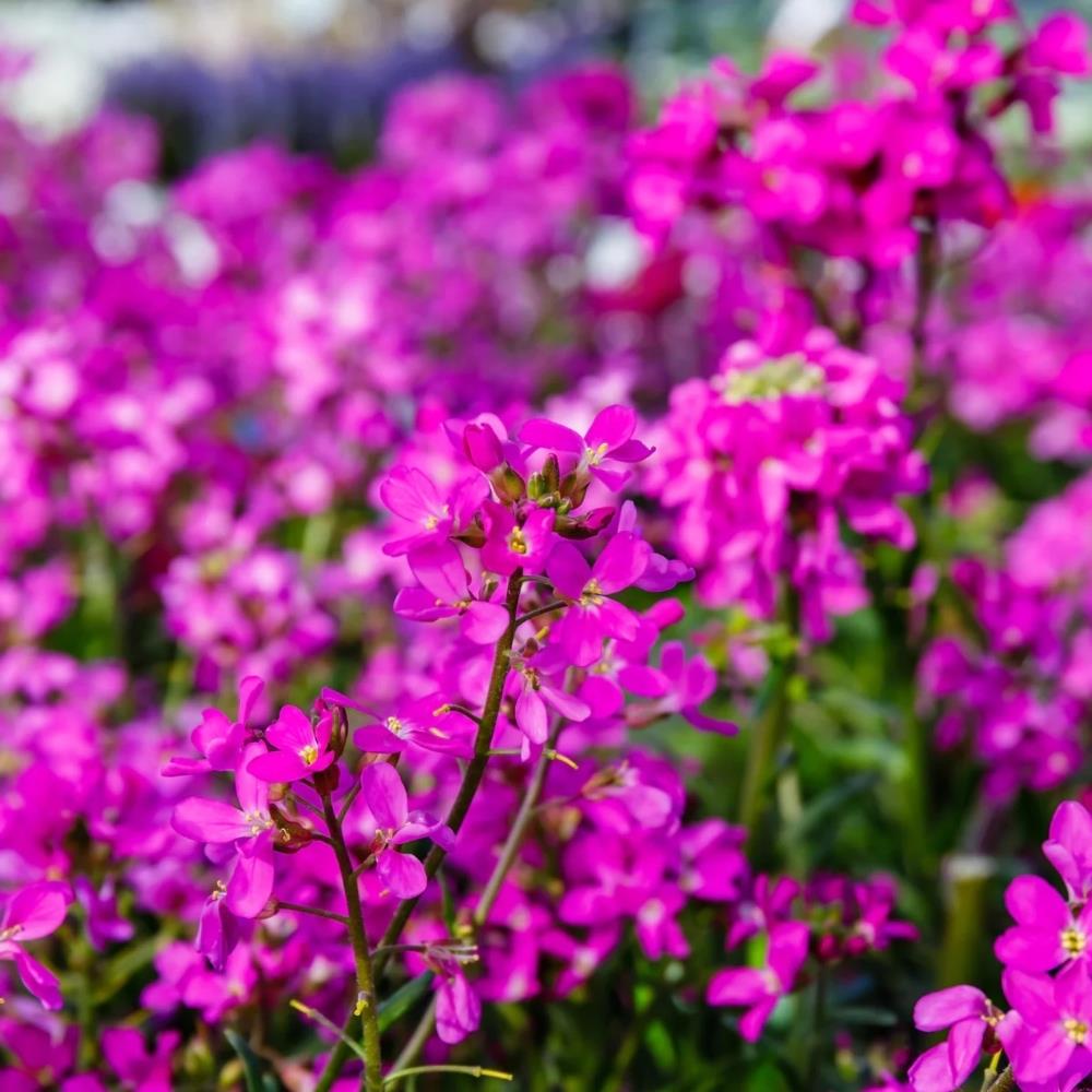 Arabis Spring Charm X8