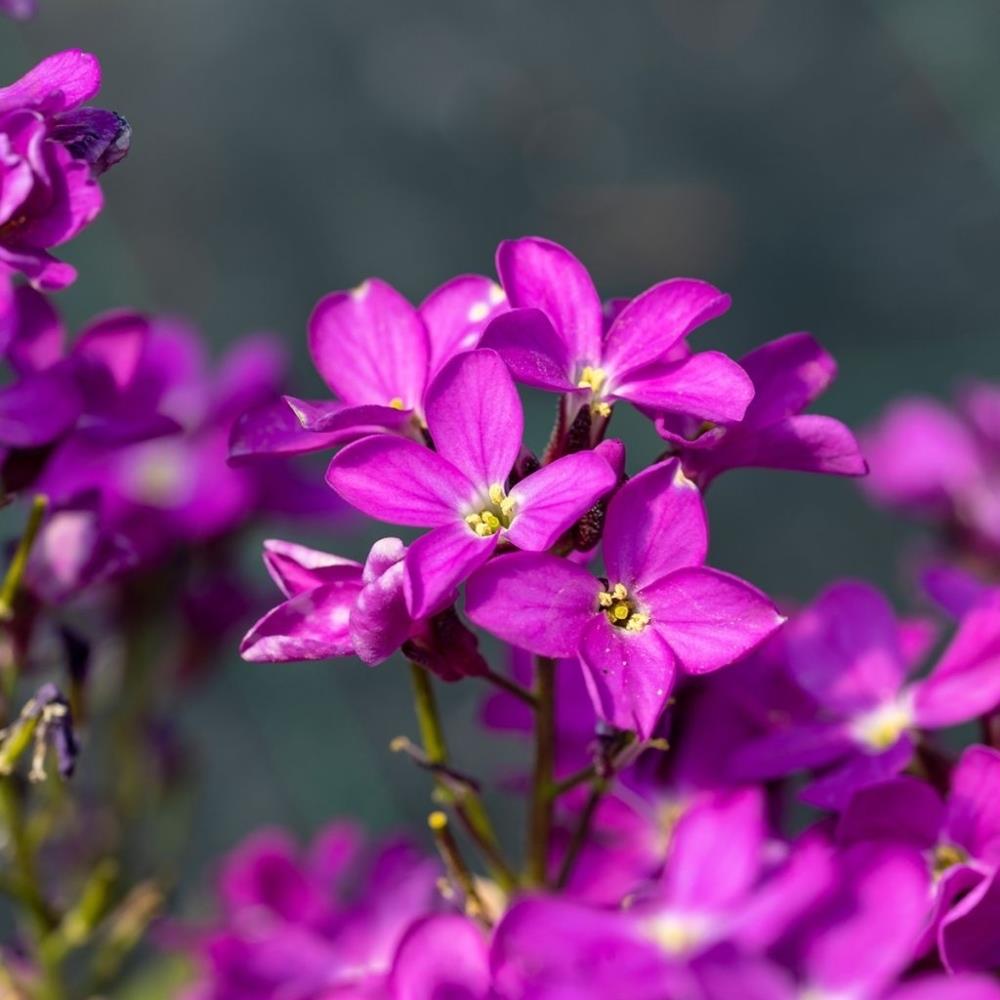Arabis Spring Charm X8