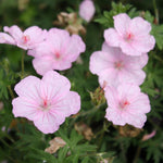 Geranium Sanguineum 'Vision Light Pink' X3