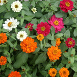 Zinnia Profusion Double Mixed X12