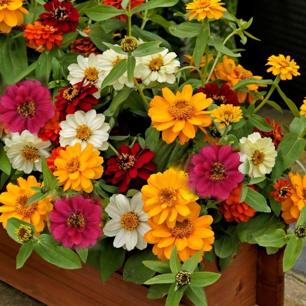 Zinnia Profusion Double Mixed X12