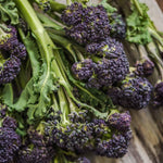 Purple Sprouting Broccoli X12